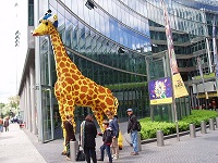 giraffe